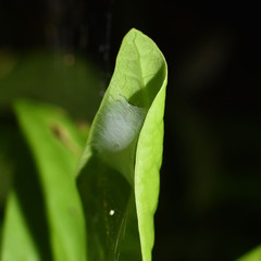 Bijoaraneus mitificus
