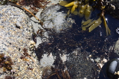 Rhodophyta