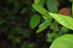 Bijoaraneus mitificus