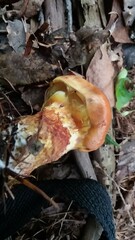 Suillus clintonianus