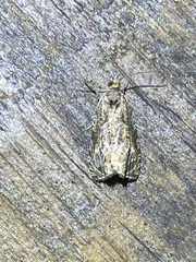 Olethreutes permundana