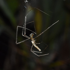Tetragnatha ceylonica