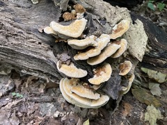 Mensularia radiata