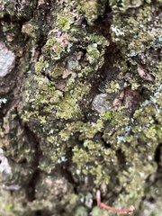 Melanelixia subaurifera