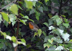 Erithacus rubecula