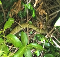 Bothrops moojeni