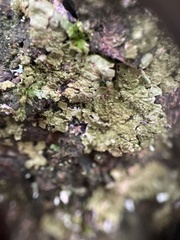 Melanelixia subaurifera