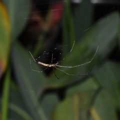 Tetragnatha ceylonica