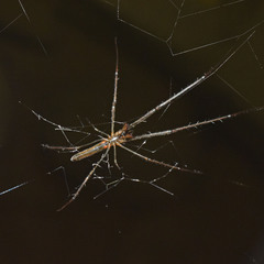 Tetragnatha ceylonica