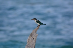 Todiramphus chloris chloris