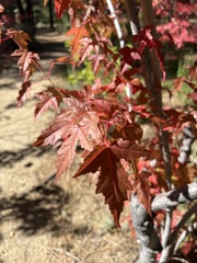 Acer ginnala