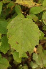 Erysiphe corylacearum