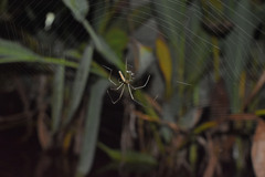 Tetragnatha ceylonica