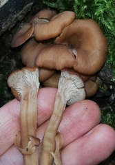 Lentinellus cochleatus