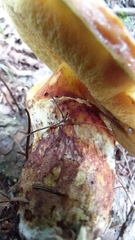 Suillus clintonianus