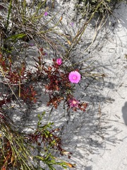 Lampranthus tenuifolius