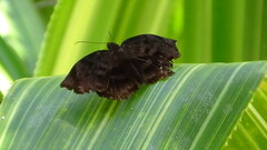 Achlyodes busirus