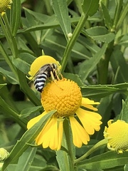 Bembix americana spinolae