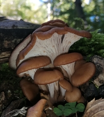 Lentinellus cochleatus