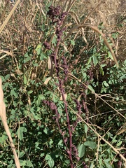 Chenopodium album