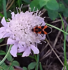 Tropidothorax leucopterus
