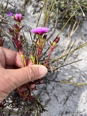 Lampranthus tenuifolius