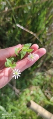 Stellaria aquatica
