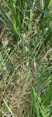 Agrostis gigantea