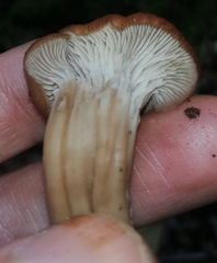 Lentinellus cochleatus
