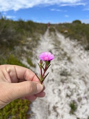 Lampranthus tenuifolius