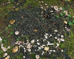 Peltigera praetextata