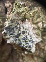 Lecidella elaeochroma