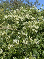 Clematis flammula