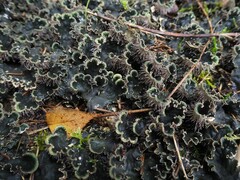 Peltigera praetextata
