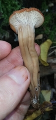 Lentinellus cochleatus