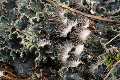 Peltigera praetextata