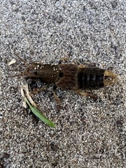 Platydracus maculosus