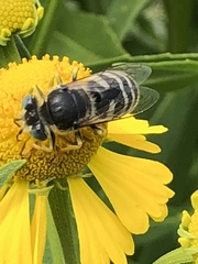 Bembix americana spinolae