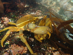 Taliepus dentatus