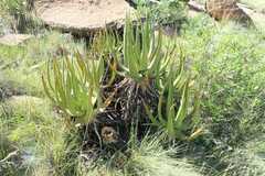 Aloe barbara-jeppeae