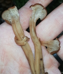 Lentinellus cochleatus