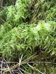 Sphagnum girgensohnii