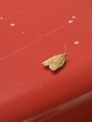 Argyrotaenia franciscana