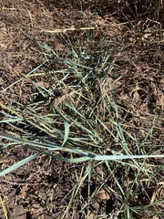 Thinopyrum intermedium