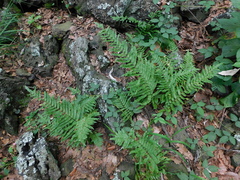 Phlebodium pseudoaureum