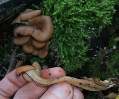 Lentinellus cochleatus