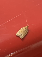 Argyrotaenia franciscana