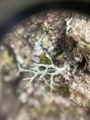 Ramalina farinacea