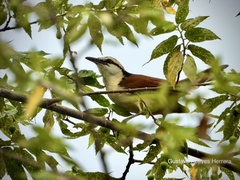 Campylorhynchus chiapensis