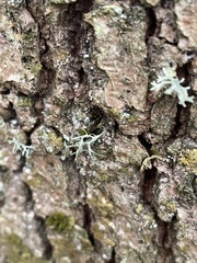 Ramalina farinacea